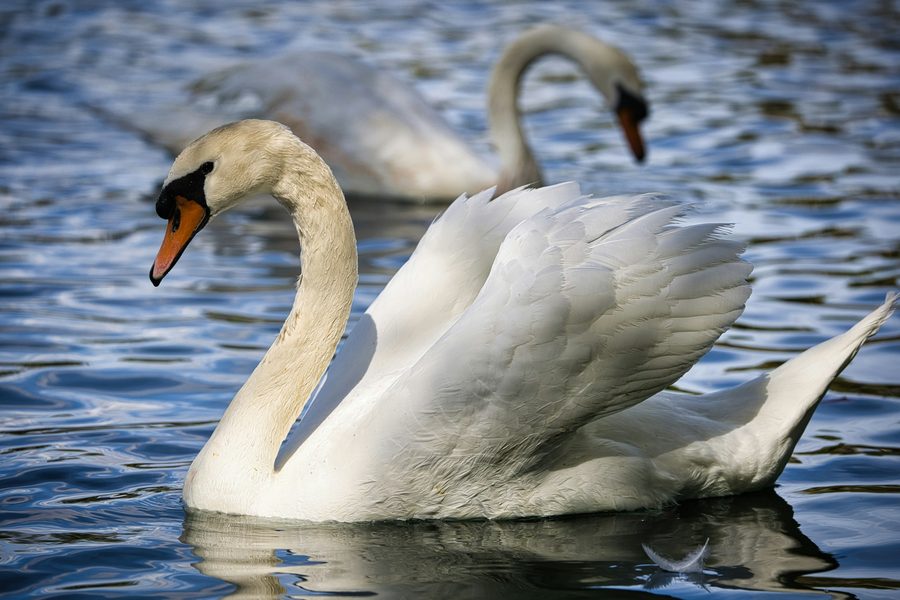 Two white mute swans swimming on a lake